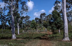 Eucalyptus alba