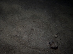 Pseudorhombus jenynsii