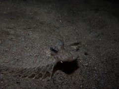 Pseudorhombus jenynsii