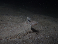 Pseudorhombus jenynsii