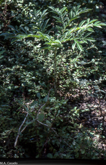 Amorphophallus paeoniifolius