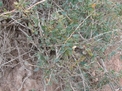 Atraphaxis frutescens