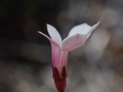 Lobelia linnaeoides