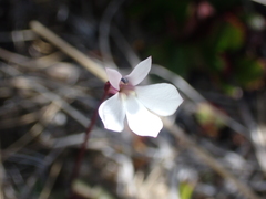 Lobelia linnaeoides