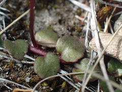 Lobelia linnaeoides