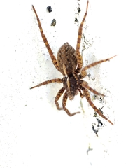 Pardosa monticola