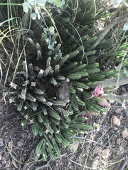 Stapelia grandiflora