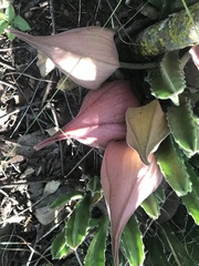 Stapelia grandiflora