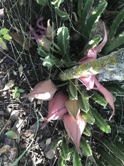 Stapelia grandiflora