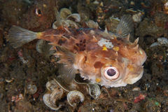 Cyclichthys orbicularis