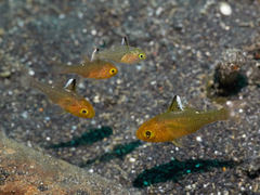 Ostorhinchus hoevenii