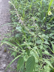 Ocimum gratissimum