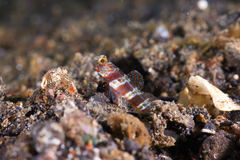 Amblyeleotris periophthalmus