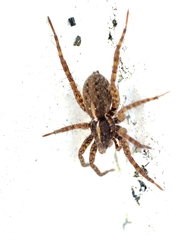 Pardosa monticola