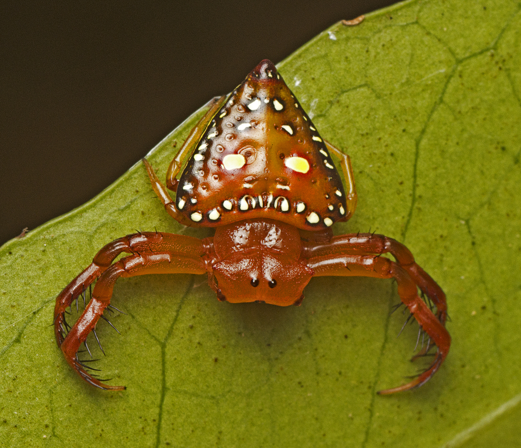Triangular Spiders and Allies