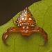 Common Triangular Spider - Photo (c) tjeales, some rights reserved (CC BY-SA), uploaded by tjeales