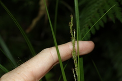 Carex brunnea