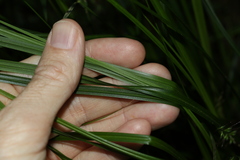 Carex brunnea
