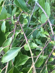Diospyros virginiana