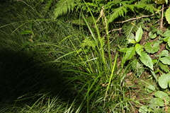 Carex brunnea