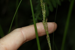 Carex brunnea