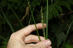 Carex brunnea