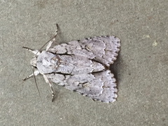 Acronicta lobeliae