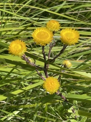 Helichrysum aureolum