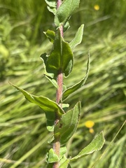 Helichrysum aureolum