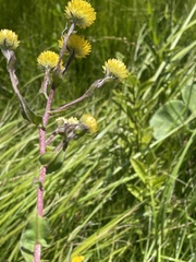 Helichrysum aureolum