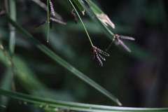 Cyperus tetraphyllus