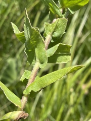 Helichrysum aureolum