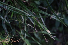 Cyperus tetraphyllus
