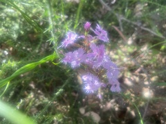 Stylidium laciniatum