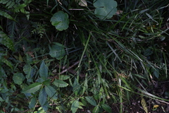 Cyperus tetraphyllus