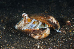 Amphioctopus marginatus
