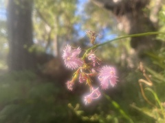 Stylidium laciniatum
