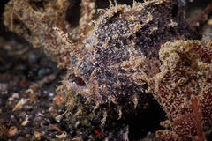 Abantennarius nummifer