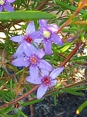 Calytrix leschenaultii