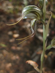 Pterostylis exserta