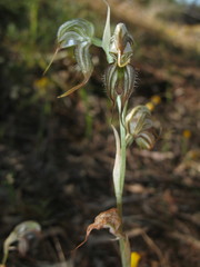 Pterostylis exserta