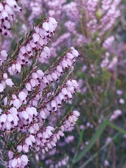 Erica erigena