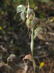 Pterostylis exserta