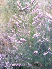 Erica erigena