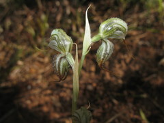 Pterostylis exserta