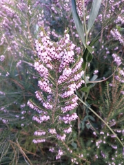 Erica erigena