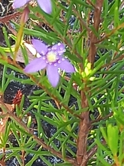 Calytrix leschenaultii