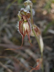 Pterostylis exserta