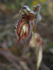 Pterostylis exserta