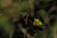 Zhangixalus aurantiventris